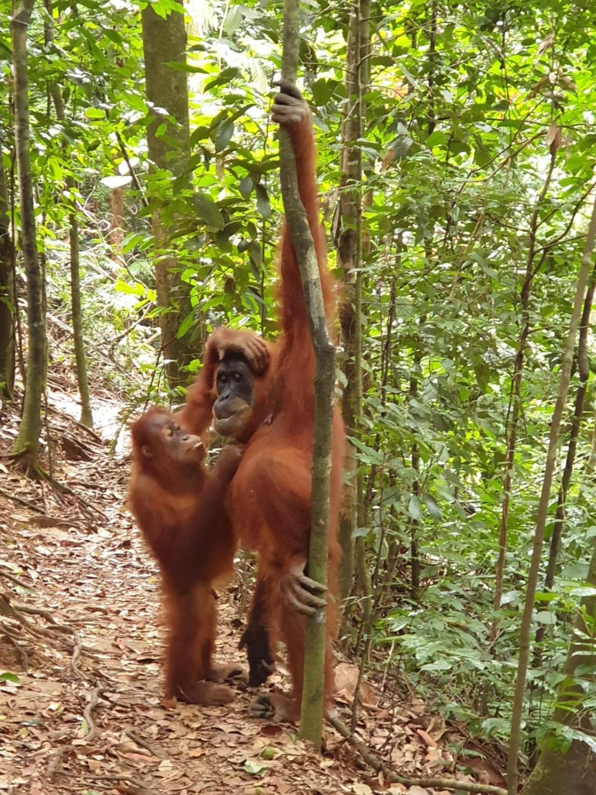 Brown Bamboo Guest House & Trekking บูกิตลาวัง ภายนอก รูปภาพ