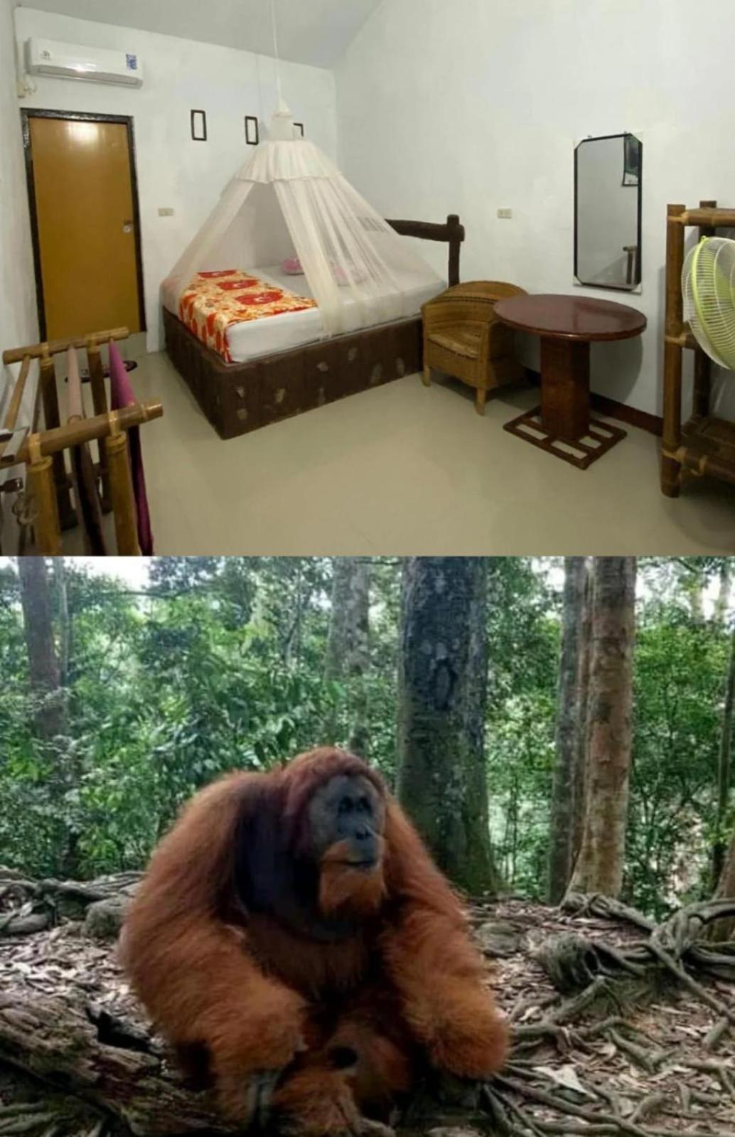 Brown Bamboo Guest House & Trekking บูกิตลาวัง ภายนอก รูปภาพ